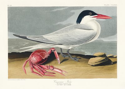  da John James Audubon