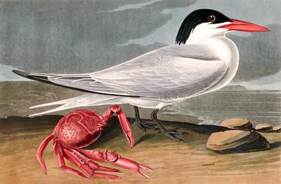 Sterna di Cayenne, Sterna Maxima, da "Gli uccelli d