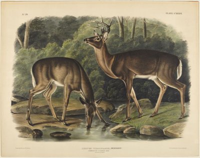 da John James Audubon