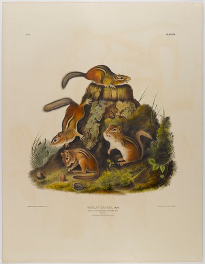 Scoiattolo striato da John James Audubon