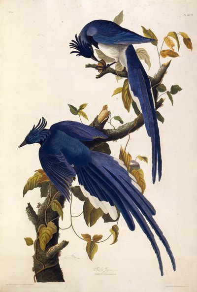 Columbia Jay Garrulus ultramarinus. Da Gli uccelli d
