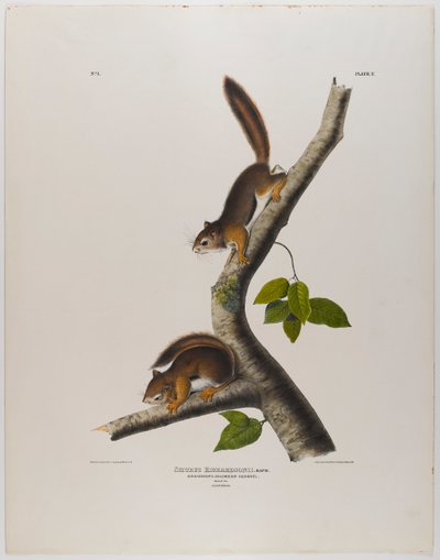 Scoiattolo colombiano da John James Audubon