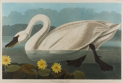 Cigno americano comune, 1838 da John James Audubon