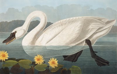 Cigno americano comune, Cygnus Americanus, da "Gli uccelli d
