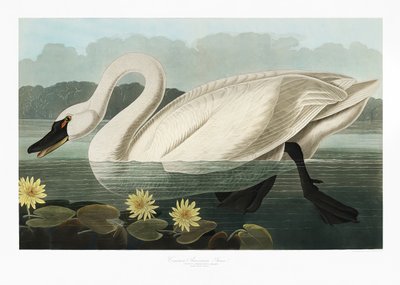  da John James Audubon