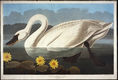 Cigno americano comune. Cigno fischiante da John James Audubon