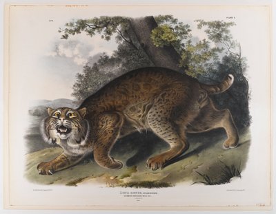 Gatto selvatico americano comune da John James Audubon