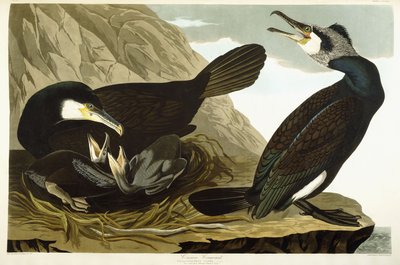 Cormorano comune da John James Audubon