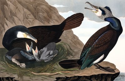 Cormorano comune, Phalacrocorax Carbo, da The Birds of America di John J. Audubon, pub. 1827-38 (incisione colorata a mano) da John James Audubon