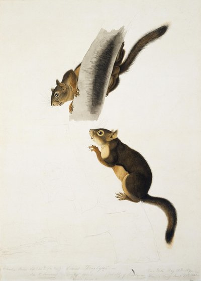 Scoiattolo di Douglas da John James Audubon