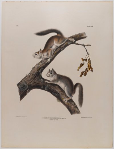 Scoiattolo lanuginoso da John James Audubon