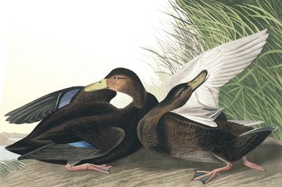 Anatra scura, Anas Obscura, da "Gli uccelli d