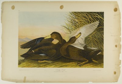 Anatra scura, stampata da Julien Bien e pubblicata da Roe Lockwood & Son, 1861 da John James Audubon