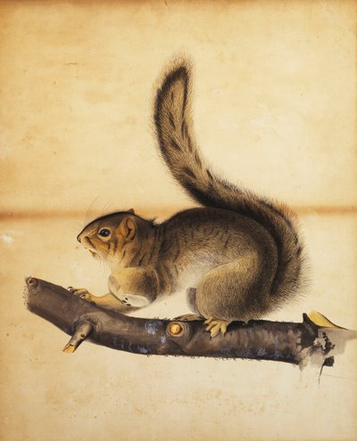 Scoiattolo grigio orientale in pieno mantello invernale, c.1840s da John James Audubon