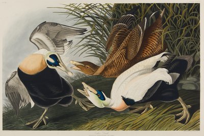 Anatra edredone, 1835 da John James Audubon