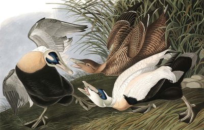 Edredone, Fuligula Mollissima, da "Gli uccelli d