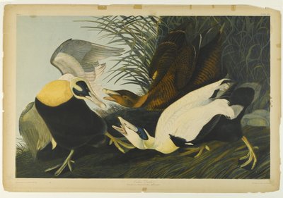 Eider da John James Audubon