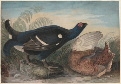 Galli neri inglesi da John James Audubon
