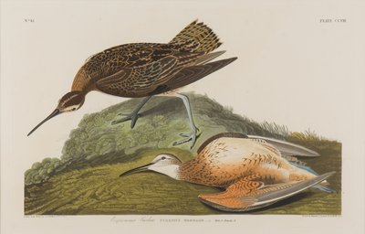 Chiurlo esquimese, 1834 da John James Audubon