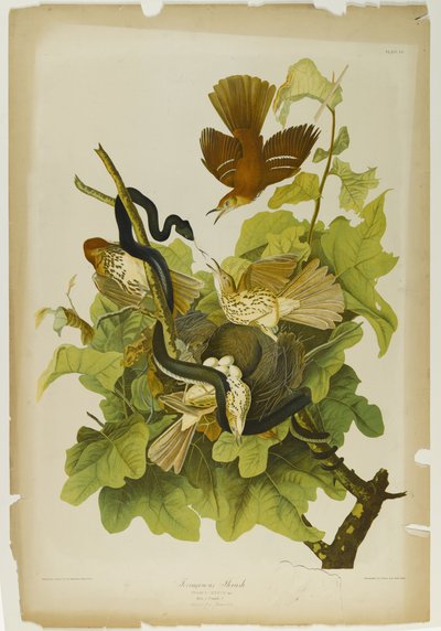 Tordo ferruginoso da John James Audubon