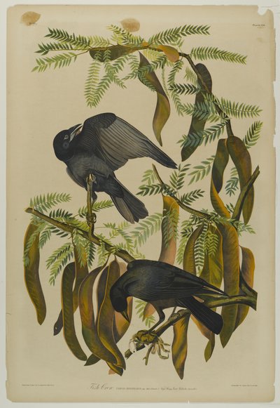 Corvo pescatore da John James Audubon