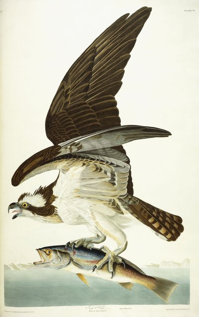 Falco pescatore, 1830 da John James Audubon
