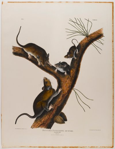 Ratto della Florida da John James Audubon