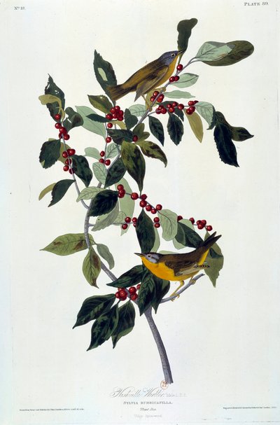 Fiori e uccelli da John James Audubon