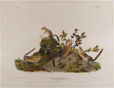 Scoiattolo terricolo a quattro strisce da John James Audubon