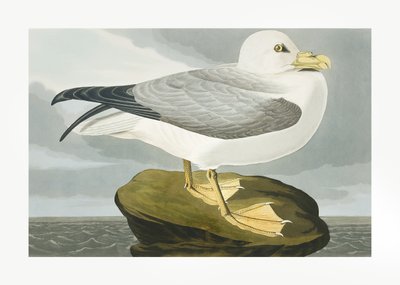  da John James Audubon