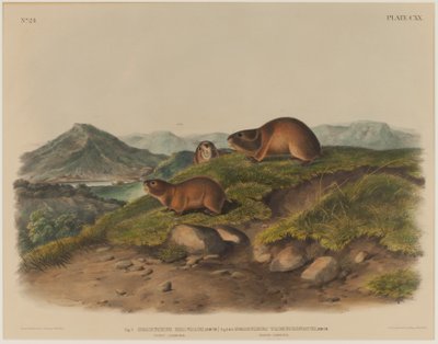 Georychus Helvolus & Georychus Trimucronatus da John James Audubon