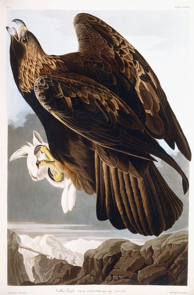 Aquila reale da John James Audubon