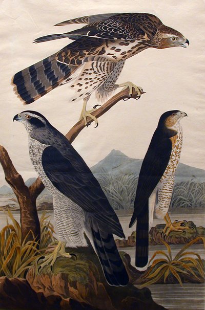 Astore, Falco di Stanley n. 29, 1830 da John James Audubon