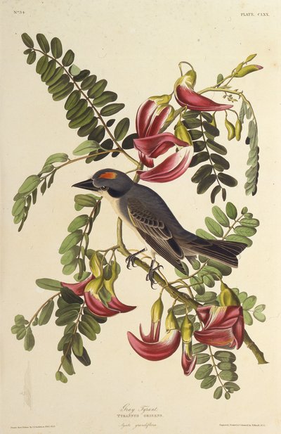 Tiranno grigio. Da Gli uccelli d