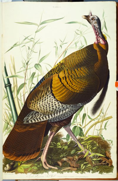 Grande maschio americano Beck. Tacchino selvatico da John James Audubon