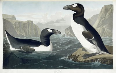 Grande alca, 1836 da John James Audubon