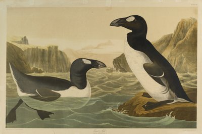 Alca impenne da John James Audubon