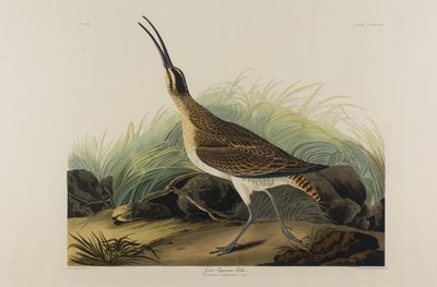 Grande chiurlo esquimese, 1835 da John James Audubon
