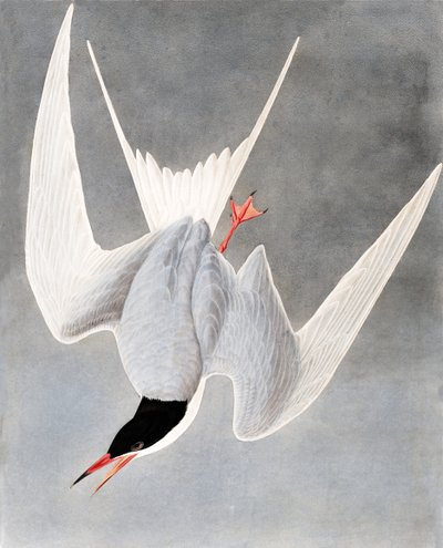 Grande sterna, Sterna Hirundo, da "Gli uccelli d