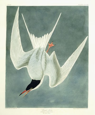 Grande Turno, Maschio, Piumaggio Primaverile, 1836 da John James Audubon