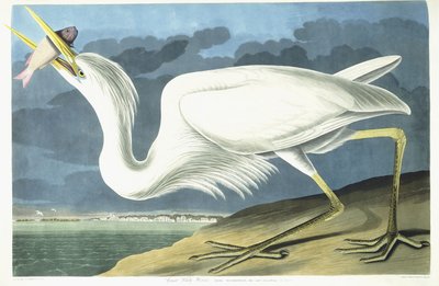 Grande Airone Bianco, Maschio Adulto, Piumaggio Primaverile da John James Audubon