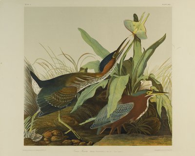 Airone verde da John James Audubon