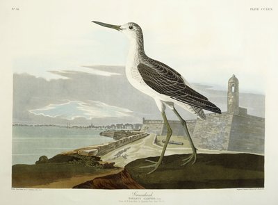 Greenshank, vista del St, 1835 da John James Audubon