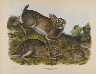 Coniglio grigio da John James Audubon