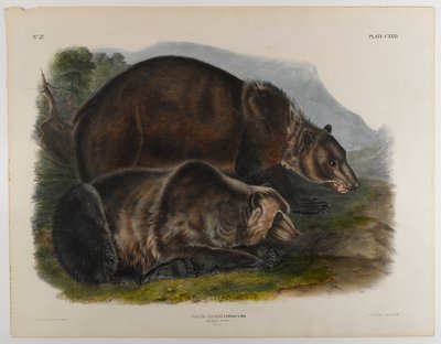 Orso grizzly da John James Audubon