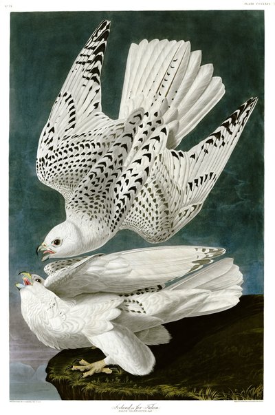 Gyrfalco, Falco rusticolus, incisione colorata a mano da John James Audubon