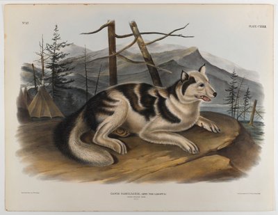 Cane indiano lepre da John James Audubon