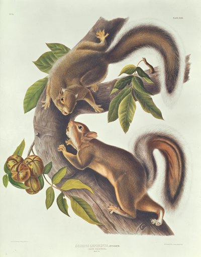 Scoiattolo lepre (Sciurus Leoporinus) da John James Audubon