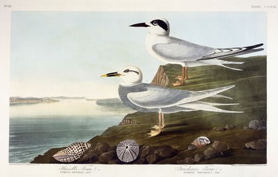 Sterna di Havell e Sterna di Trudeau, 1838 da John James Audubon