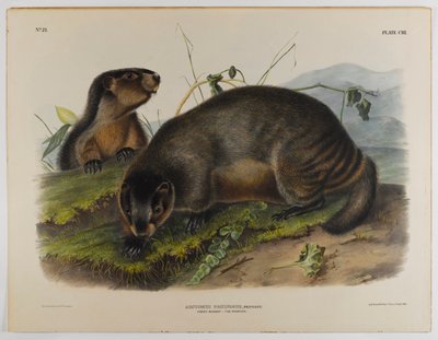 Marmotta grigia da John James Audubon